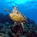 turtle_green_jg_v_0705_png0863.jpg